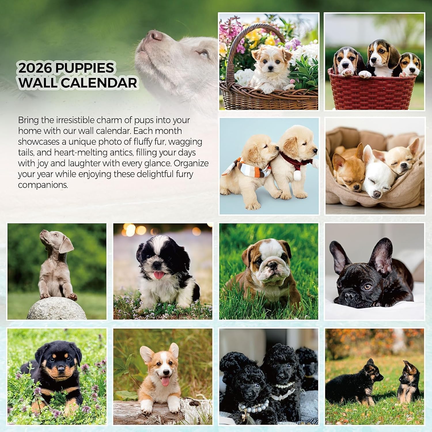 SKYDUE 2026 Wall Calendar 12"x24" Opened, 18-Month Puppy Dog Calendar from January 2026 to June 2027 with Stickers, Thick Paper Monthly Calendar for Home Office Organizing & Planning