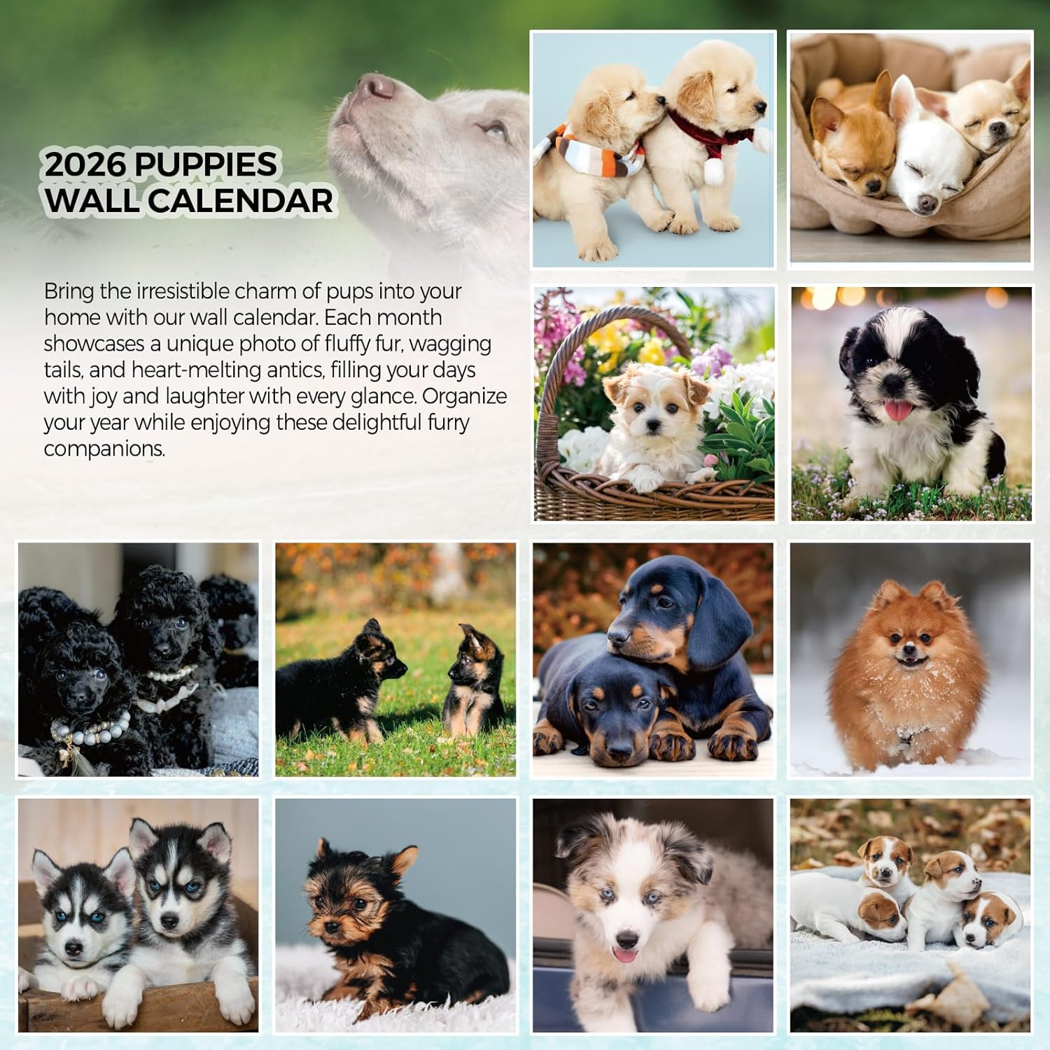 SKYDUE 2026 Wall Calendar 12"x24" Opened, 18-Month Puppy Dog Calendar from January 2026 to June 2027 with Stickers, Thick Paper Monthly Calendar for Home Office Organizing & Planning